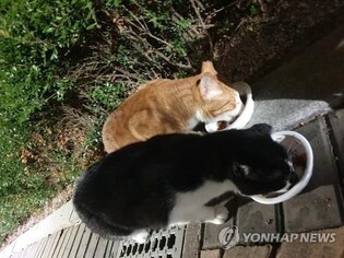 길고양이 다리 부러뜨려 학대하고 죽인 20대 징역 8월