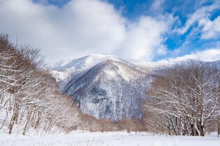 "눈썰매 타고 고로쇠물 마시고"…'설국' 울릉도서 겨울 눈 축제