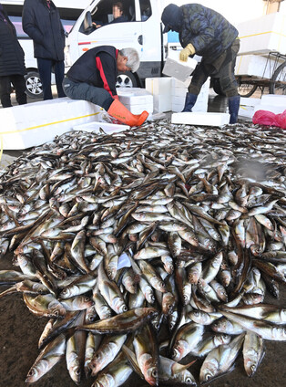 [K-Geography] Winter fish 'dorumuk'