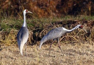 '장항습지 깃대종' 재두루미 고위험성 AI와 지뢰에 퇴출 위기