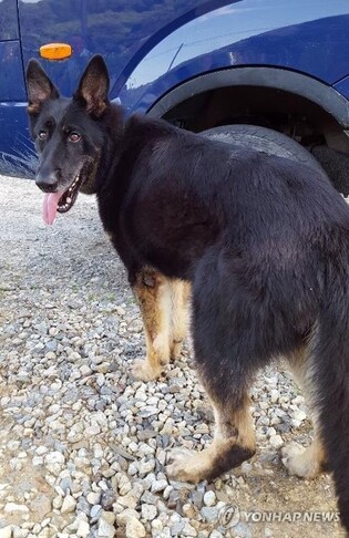 Army to retire scout dog Dalgwan famed for finding missing girl in 2019