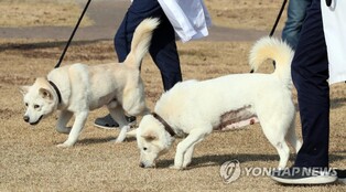 N.K. dogs gifted to Moon find new home in Gwangju zoo