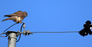 [K-Geography] Common kestrel and magpie