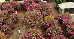 [K-Geography] Already spring in Jeju Island