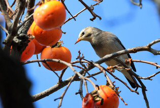 [K-Geography] Persimmon pecking starling