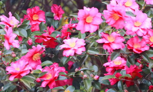 [K-Geography] Birds' collection of honey