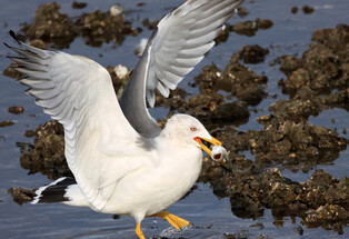 [K-Geography] Seagull hunting fish