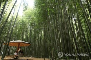 전남 담양 죽녹원, '한국관광 100선' 5회 연속 선정