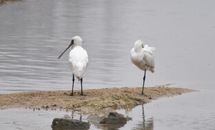 [K-Geography] Endangered species 'Blackfaced spoonbill' pass winter at Okcheon