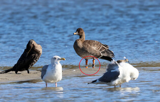 [K-Geography] Taiga bean goose flapping wings