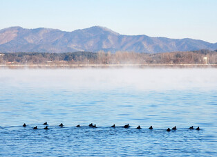 [K-Geography] Coots swimming in River