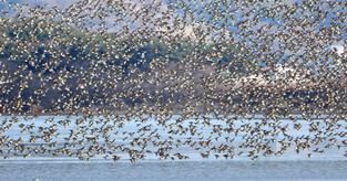 [K-Geography] Spectacled teals in flight