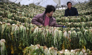 [K-Geography] Drying radish leaves