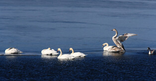 [K-Geography] Relaxed swans