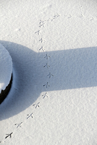 [K-Geography] Bird's footprints on snow-covered ice