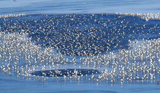 [K-Geography] Seagulls resting