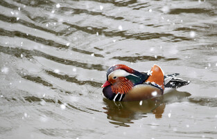 [K-Geography] Mandarin ducks in snow