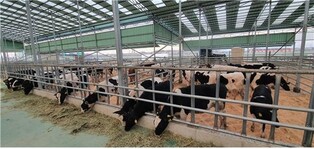 (LEAD) (Yonhap Feature) S. Korea relays world's generosity to Nepal with first dairy cow donation