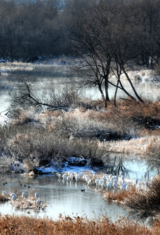 [K-Geography] Where are egrets?