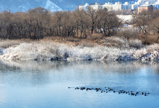 [K-Geography] Birds piercing cold wave