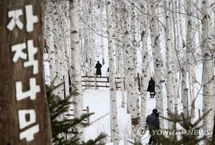 자작나무숲 감성을 인스타로…#인제자작나무숲 사진공모전