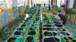 [K-Geography] Laver seaweed auction