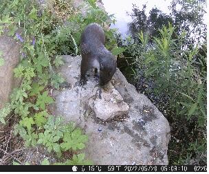 서울 한강서 멸종위기 수달 15마리 서식