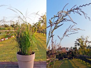 국립세종수목원, 도시환경서 잘 자라는 정원식물 2종 발굴