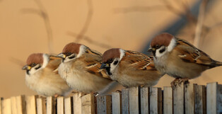 [K-Geography] Sparrows in desperate need of sunlight