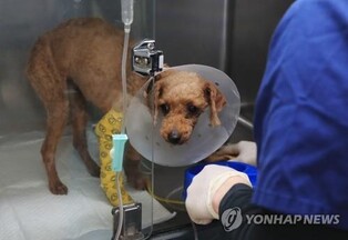 국민적 공분 산 '푸들 생매장' 견주 등 2명 기소