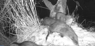 춘천 저수지서 멸종위기 1급 수달 4마리 포착돼