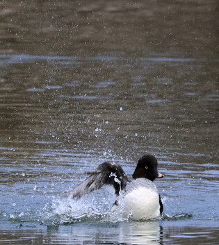 [K-Geography] Indian spot-billed duck flapping wings