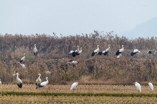 국내 월동 황새 136마리…지난해보다 29.5% 늘어