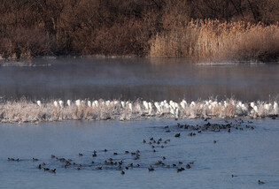 [K-Geography] Egrets curling up in cold wave