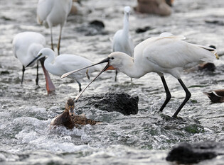 [K-Geography] Spoonbills, one of endangered bird species, spotted