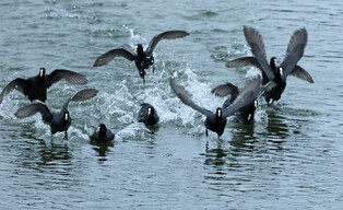 [K-Geography] Eurasian coots' soaring