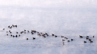 [K-Geography] Eurasian coots swimming through mist