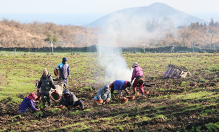 [K-Geography] Potato digging in Jeju Island
