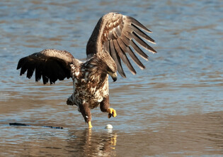 [K-Geography] Eagle playing with golf ball