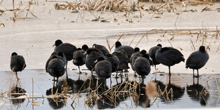 [K-Geography] Birds crouching in cold wave