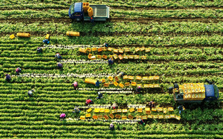 [K-Geography] Radish harvesting