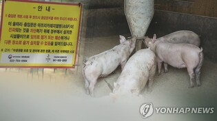 S. Korea reports first ASF case in about 2 months