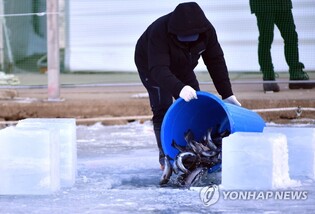 Ice fishing festival begins in Hwacheon