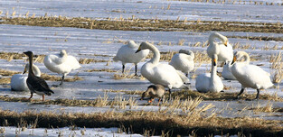 [K-Geography] wintering