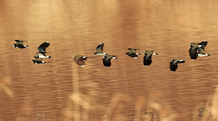 [K-Geography] Northern lapwings fllying over