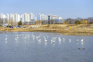 순천 도심서 멸종위기종 노랑부리저어새 관찰…드문 일