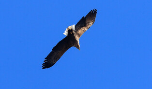 [K-Geography] White-tailed eagle flying