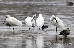 [K-Geography] Eurasian spoonbills spotted at Yeongsan River