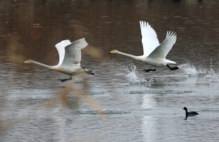 [K-Geography] Swans leaping