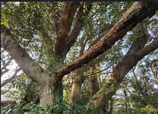 신안군 '마을 신앙숲' 당산림 세계문화유산 등재 나섰다